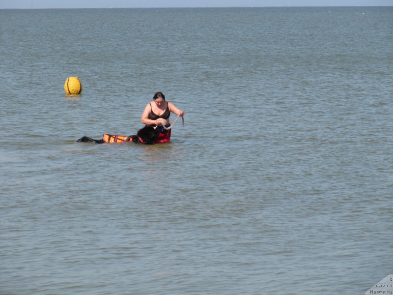 Фото: ньюфаундленд Матвей с Берега Дона (Matvey s Berega Dona), Лилиана Рахматова