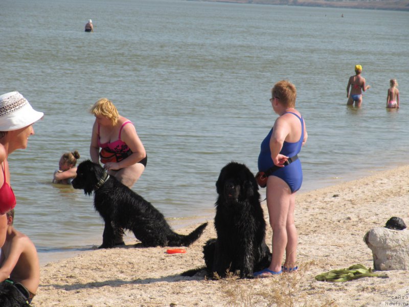 Фото: ньюфаундленд Русская Красавица Нюра, Елена Бажутина, ньюфаундленд Черчиль Сэр Гай, Галина Артюшина