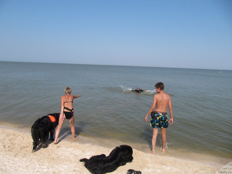 Фото: ньюфаундленд Бегущая по Волнам Шангри-Ла, Галина