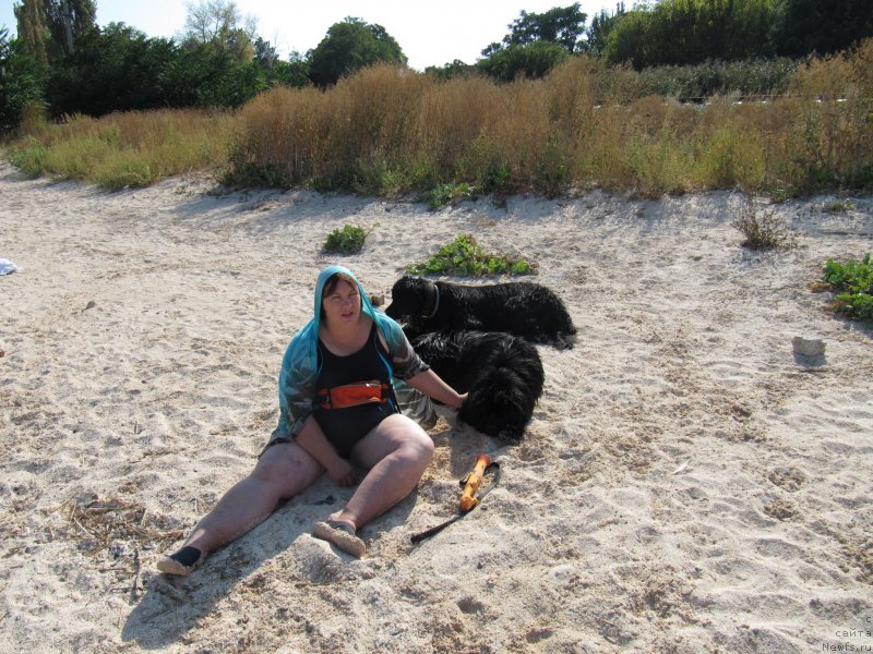 Фото: Натали Подлужная, ньюфаундленд Сент Джонс Жоселин, ньюфаундленд Русская Красавица Нюра