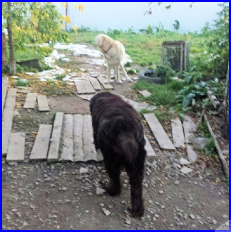 Фото: ньюфаундленд Валенсия Черная Жемчужина