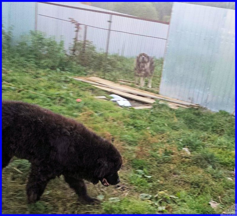 Фото: ньюфаундленд Валенсия Черная Жемчужина