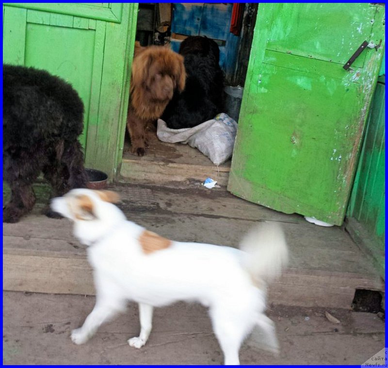 Фото: ньюфаундленд Валенсия Черная Жемчужина