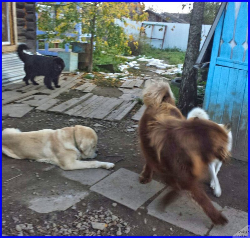 Фото: ньюфаундленд Браунблад МСК Хаким Голд Хайдар (Brownblood MSK Hakim Gold Haydar), ФРАНКО, ньюфаундленд Валенсия Черная Жемчужина, Ванечка