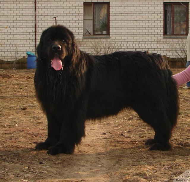 Фото: ньюфаундленд Нью Спейс Плэйт Рэмбо