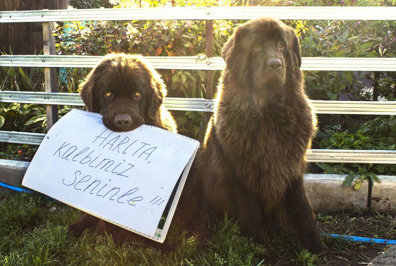 Фото: ньюфаундленд Наоми Таголири фор Браунблад (Naomi Tagoliri for Brouwnblood), ньюфаундленд Сверкающая Гора Машаме (Sverkayuzhaya Gora Mashame)