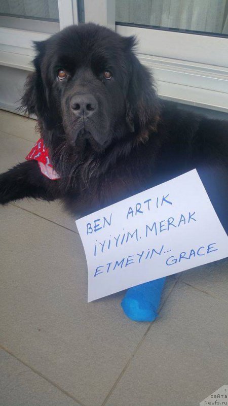 Фото: ньюфаундленд Браунблад МСК Харита Хавва (Brownblood MSK Harita Havva)