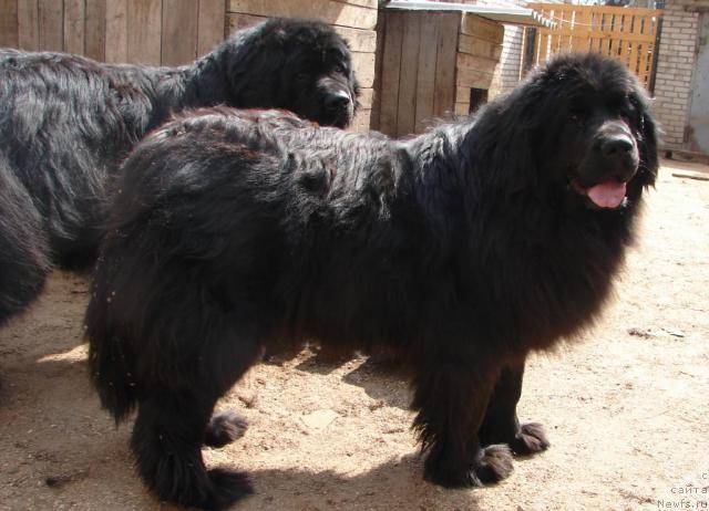 Фото: ньюфаундленд Эльза-Луиза