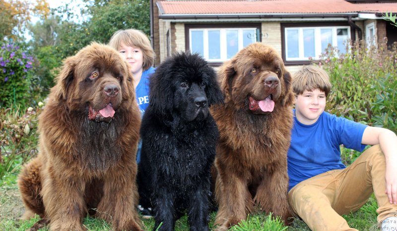 Фото: ньюфаундленд Чармер Денкам Бронз (Charmer Denkam Bronze), ньюфаундленд Черный Балу Евсей, ньюфаундленд Чарли Де Бест Хелфи Пэл (Charli The Best Helfi Pel)