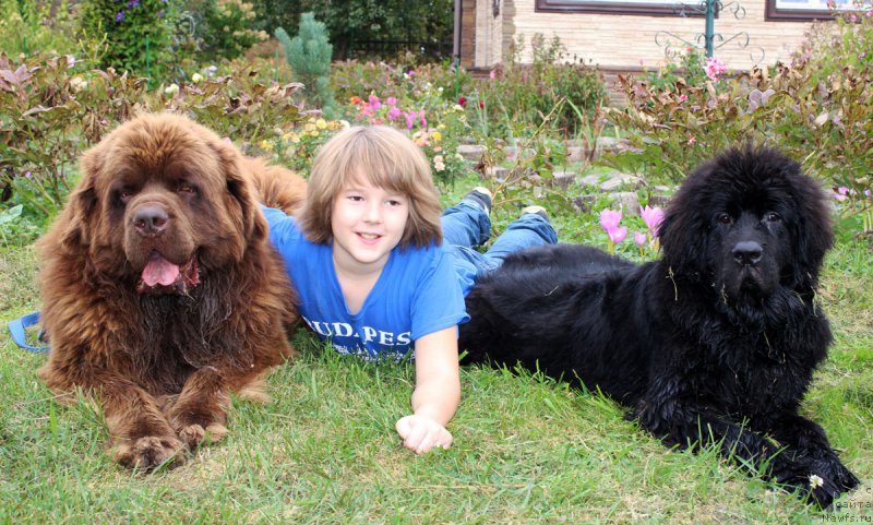 Фото: ньюфаундленд Чармер Денкам Бронз (Charmer Denkam Bronze), ньюфаундленд Черный Балу Евсей