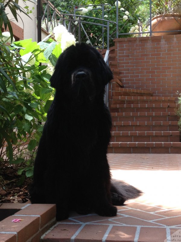 Фото: ньюфаундленд Бегущая по Волнам Фогет Ми Нот