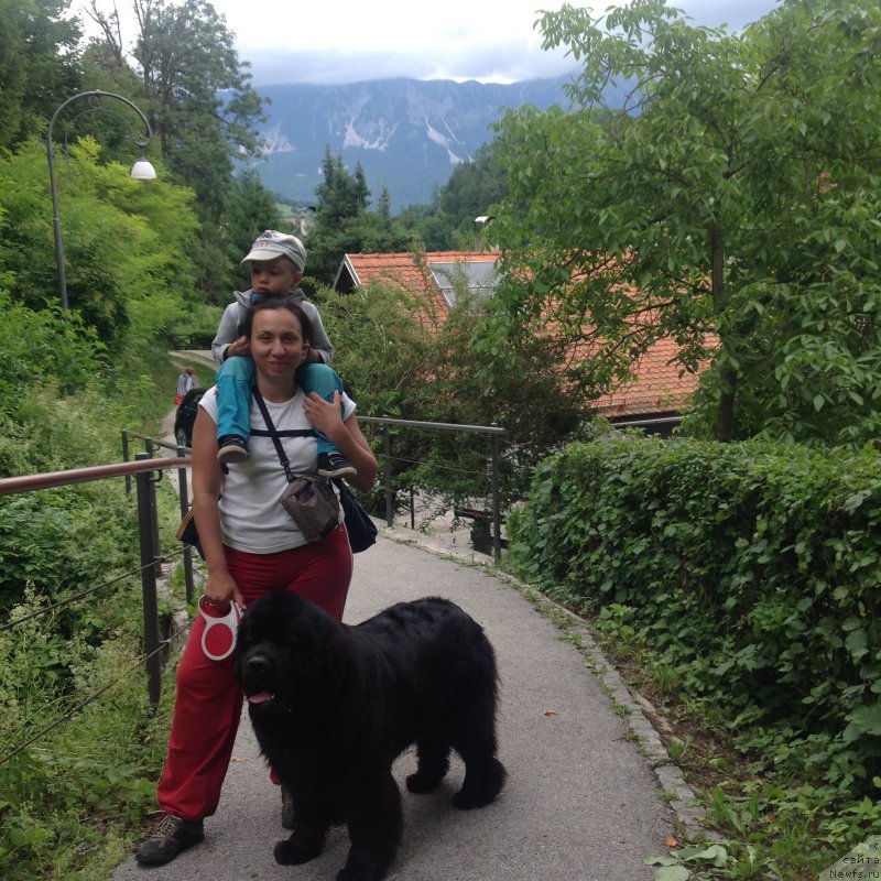 Фото: Александра Фетисова, ньюфаундленд Бегущая по Волнам Фогет Ми Нот