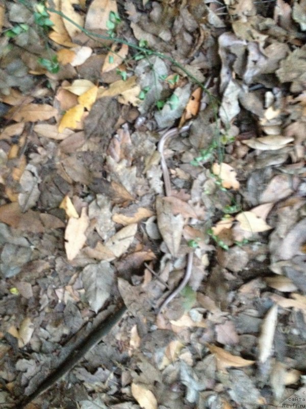 Фотография № 191727