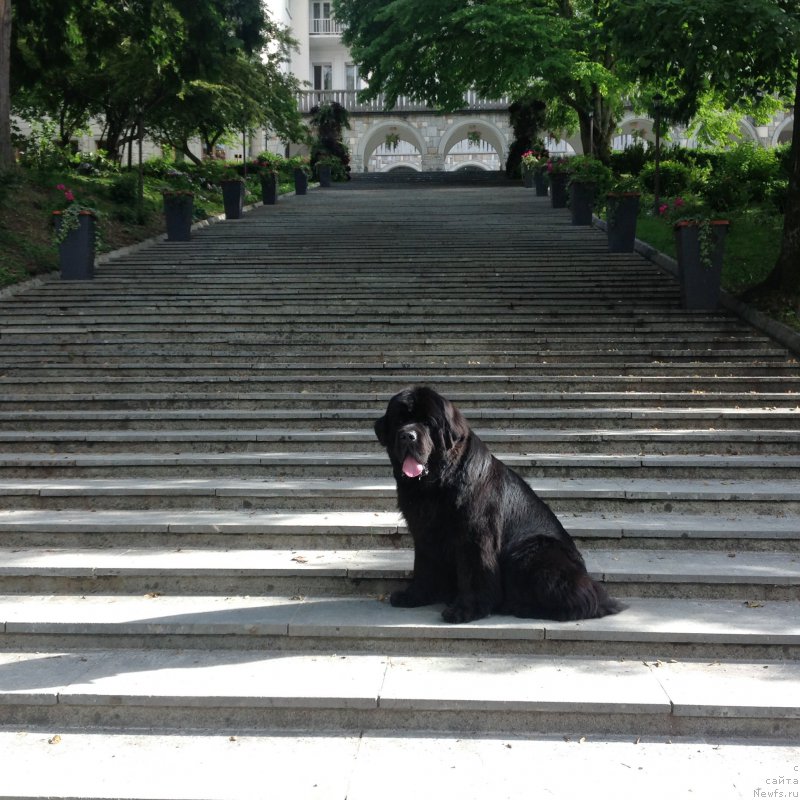 Фото: ньюфаундленд Бегущая по Волнам Фогет Ми Нот