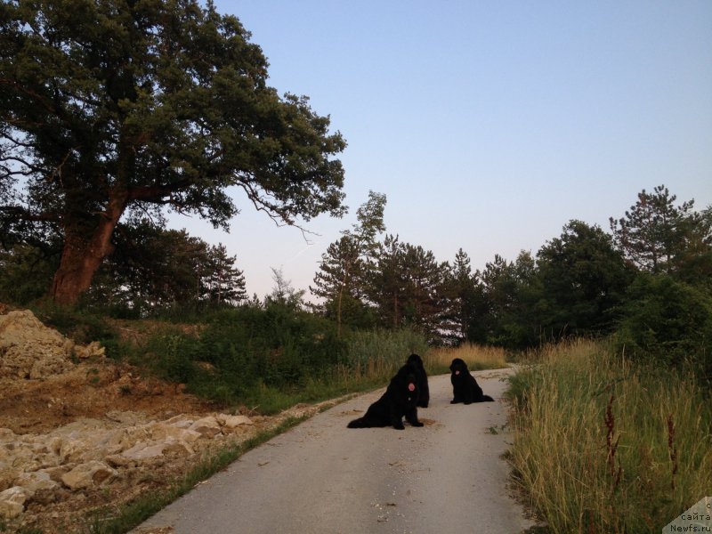 Фото: ньюфаундленд Сент Джонс Лесная Фея, ньюфаундленд Акватория Келвин Ювентус (Aquatoriya Kelvin Yuventus), ньюфаундленд Бегущая по Волнам Фогет Ми Нот