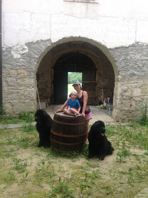 Фото: Александра Фетисова, ньюфаундленд Сент Джонс Лесная Фея, ньюфаундленд Бегущая по Волнам Фогет Ми Нот