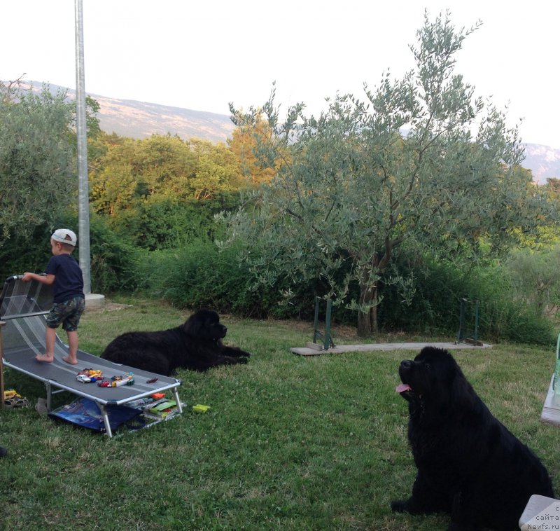 Фото: ньюфаундленд Сент Джонс Лесная Фея, ньюфаундленд Бегущая по Волнам Фогет Ми Нот