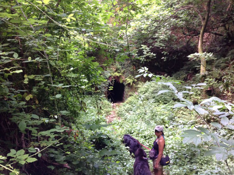 Фото: Александра Фетисова, ньюфаундленд Сент Джонс Лесная Фея, ньюфаундленд Бегущая по Волнам Фогет Ми Нот