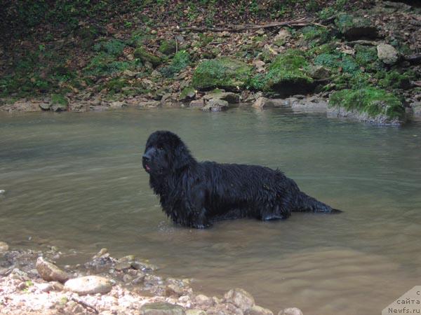 Фото: ньюфаундленд Ластёна с Берега Дона (Lastena s Berega Dona)