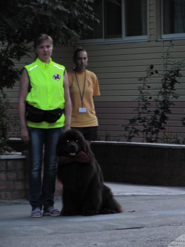 Фото: Анна Петрушкина, ньюфаундленд Мелти Вейв Марин Тифея (Melty Wave Marine Tifeya)