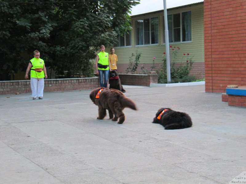 Фото: Галина Артюшина, ньюфаундленд Очаровашка с Берега Дона (Ocharovashka s Berega Dona), ньюфаундленд Масяня Гранд Бэби