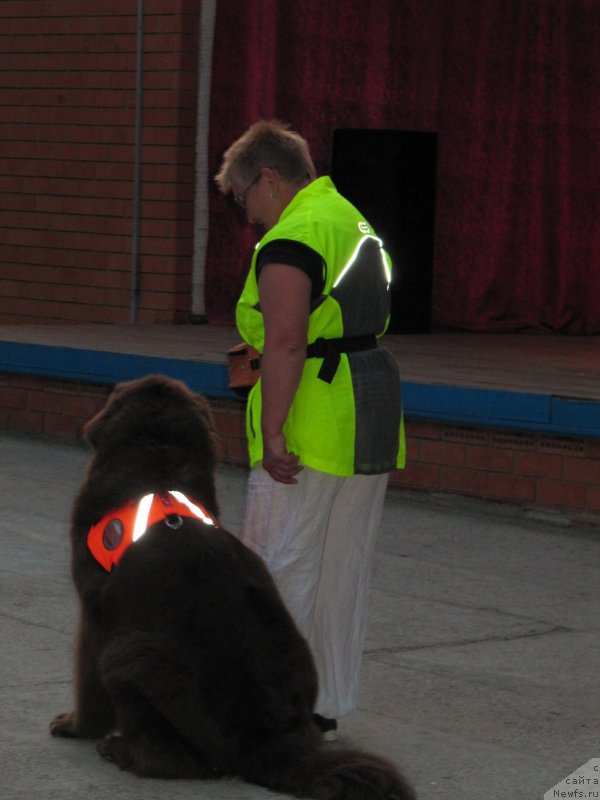 Фото: Галина Артюшина, ньюфаундленд Очаровашка с Берега Дона (Ocharovashka s Berega Dona)