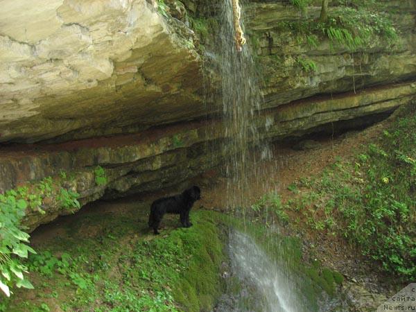 Фото: ньюфаундленд Ластёна с Берега Дона (Lastena s Berega Dona)