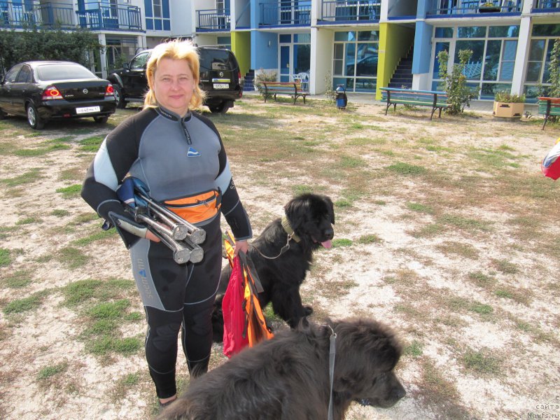 Фото: Елена Бажутина, ньюфаундленд Русская Красавица Нюра