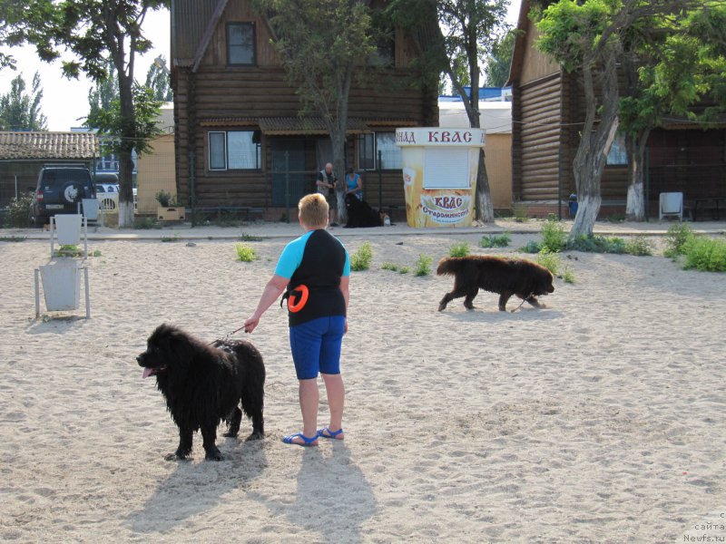 Фото: Галина Артюшина, ньюфаундленд Очаровашка с Берега Дона (Ocharovashka s Berega Dona), ньюфаундленд Масяня Гранд Бэби