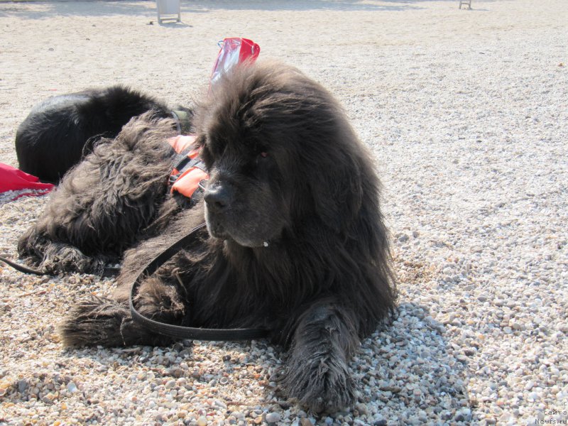 Фото: ньюфаундленд Дюрбахлер Клаб Альфаретта Виньетта