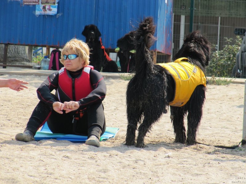 Фото: Маргарита Завацкова, ньюфаундленд Бегущая по Волнам Есперанто Етуло Чуи