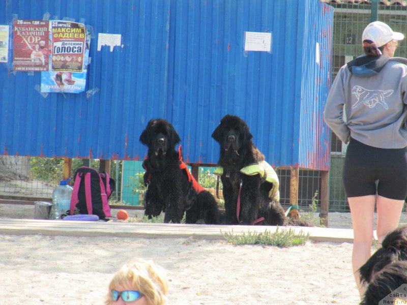 Фото: ньюфаундленд Бегущая по Волнам Харизма (Beguschaya po Volnam Harizma), ньюфаундленд Бегущая по Волнам Чесс Квин Ин Блэк (Beguschaya po Volnam Chess Queen in Black)