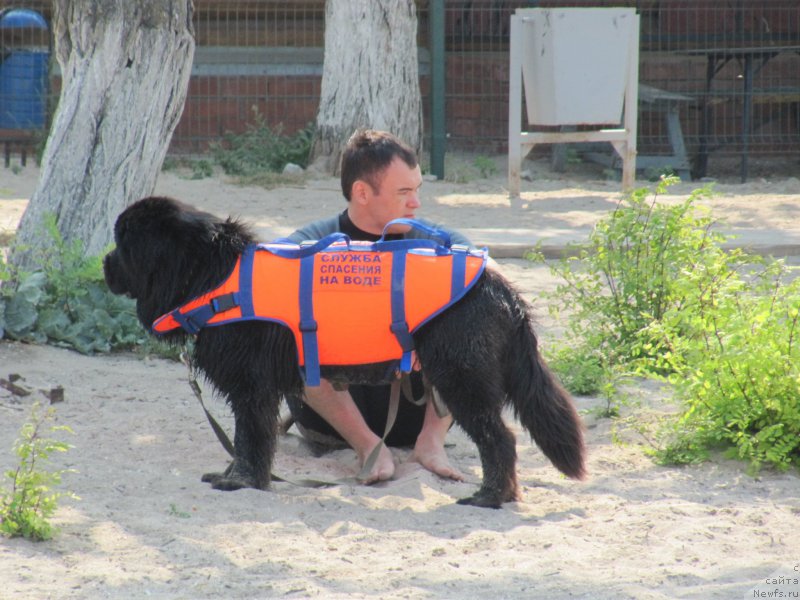 Фото: ньюфаундленд Басня с Берега Дона (Basnja s Berega Dona), Эльдар