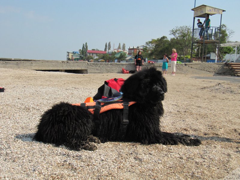 Фото: ньюфаундленд Масяня Гранд Бэби