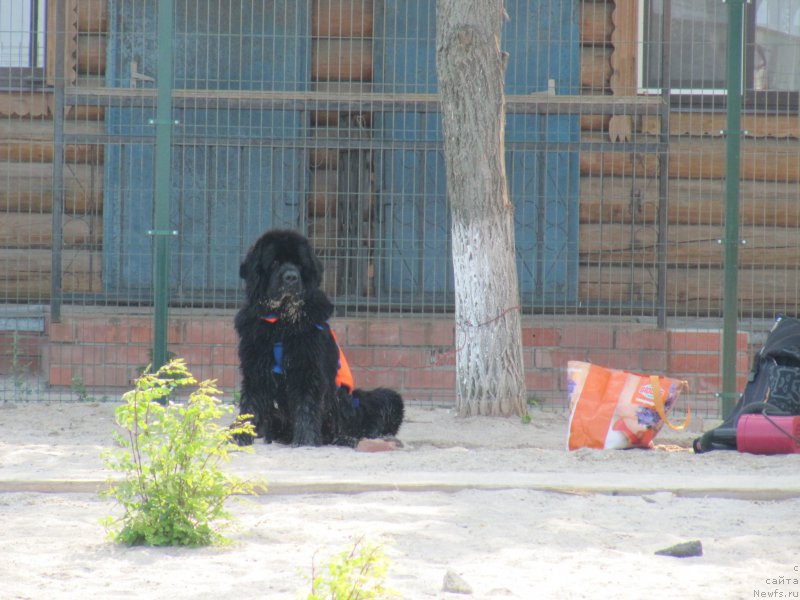 Фото: ньюфаундленд Черчиль Сэр Гай