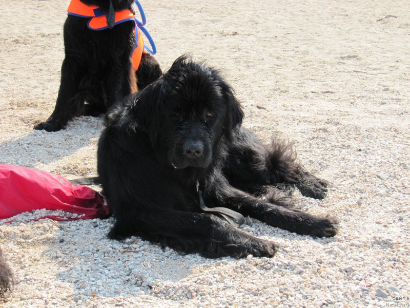 Фото: ньюфаундленд Русская Красавица Нюра