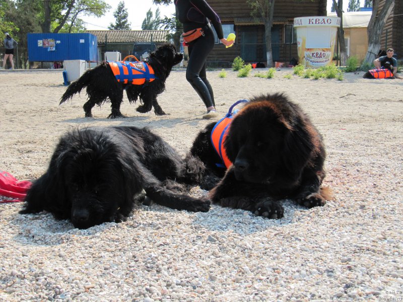 Фото: ньюфаундленд Русская Красавица Нюра, ньюфаундленд Эхо Москвы с Берега Дона (Eho Moskvy s Berega Dona), ньюфаундленд Мелти Вейв Марин Тифея (Melty Wave Marine Tifeya)