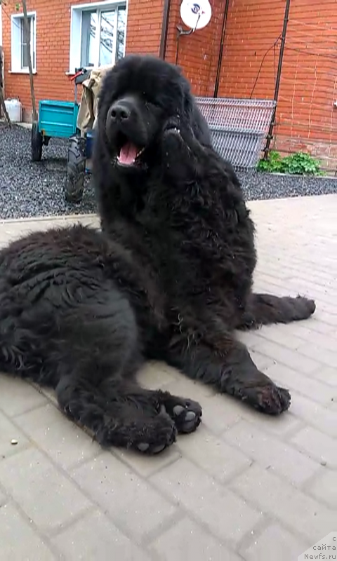 Фото: Мишка и Вуля