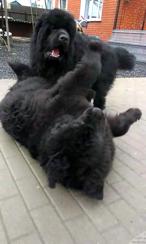 Фото: Мишка и Вуля