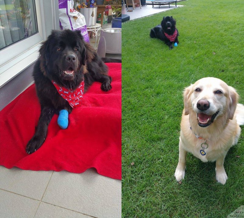 Фото: ньюфаундленд Браунблад МСК Харита Хавва (Brownblood MSK Harita Havva)