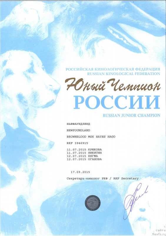Фото: ньюфаундленд Браунблад МСК Хаиес Хаго (Brownblood MSK Hayes Hago)