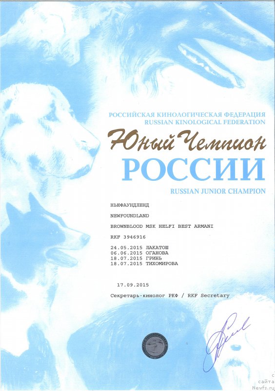 Фото: ньюфаундленд Браунблад МСК Хелфи Бэст Армани (Brownblood MSK Helfi Best Armani)