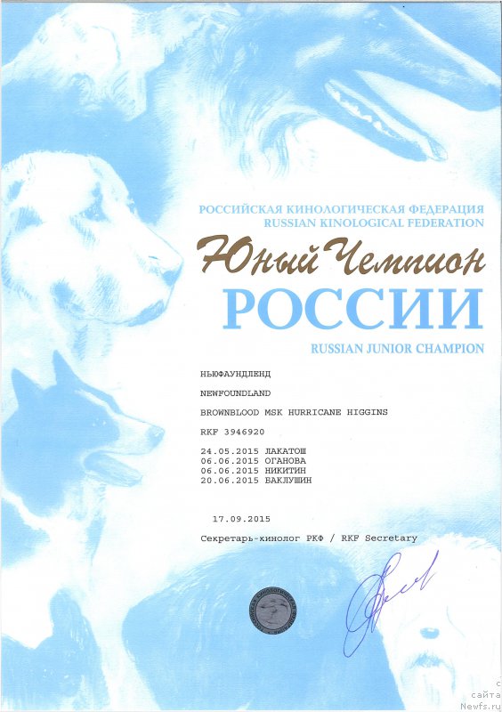 Фото: ньюфаундленд Браунблад МСК Харрикейн Хиггенс (Brownblood MSK Harricane Higgins)