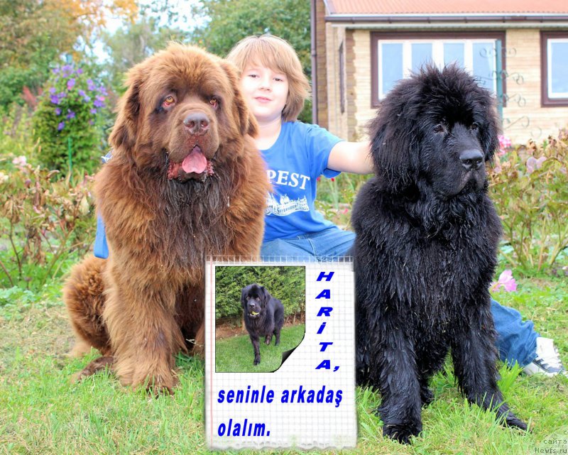 Фото: ньюфаундленд Браунблад МСК Харита Хавва (Brownblood MSK Harita Havva), ньюфаундленд Чармер Денкам Бронз (Charmer Denkam Bronze), ньюфаундленд Черный Балу Евсей