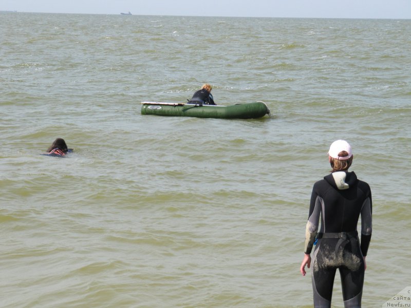 Фото: ньюфаундленд Дюрбахлер Клаб Альфаретта Виньетта