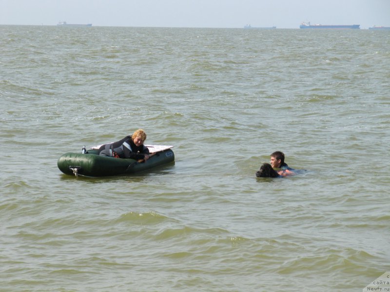 Фото: ньюфаундленд Дюрбахлер Клаб Альфаретта Виньетта