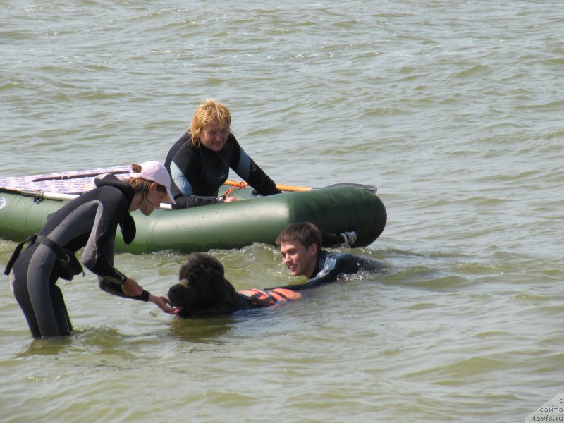 Фото: ньюфаундленд Дюрбахлер Клаб Альфаретта Виньетта