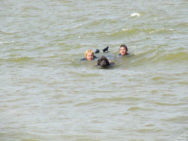 Фото: ньюфаундленд Дюрбахлер Клаб Альфаретта Виньетта, Миша, Елена Бажутина