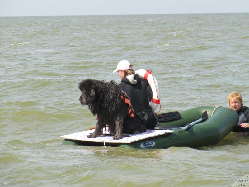 Фото: ньюфаундленд Дюрбахлер Клаб Альфаретта Виньетта, Анастасия Киреева
