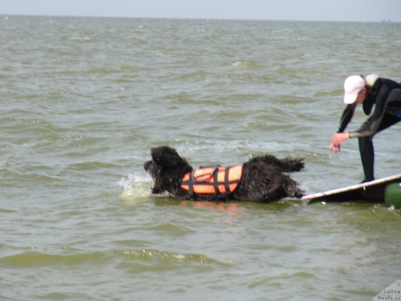 Фото: ньюфаундленд Дюрбахлер Клаб Альфаретта Виньетта